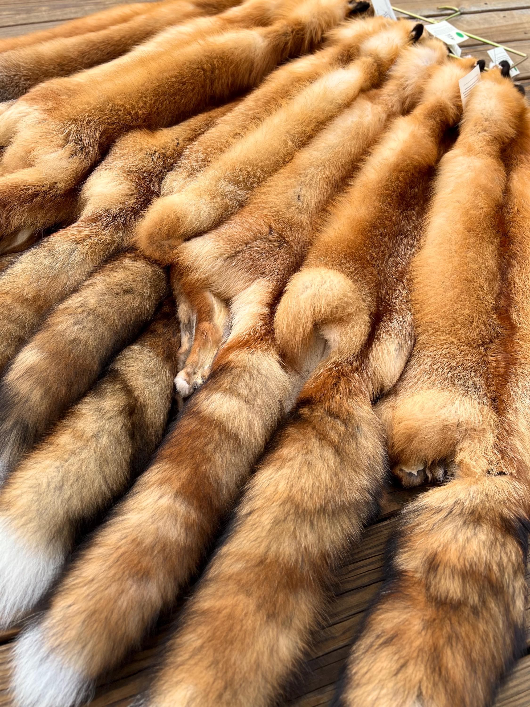 Maine Red Fox Pelt, Prime, Professionally Soft Tanned/Garment Tanned