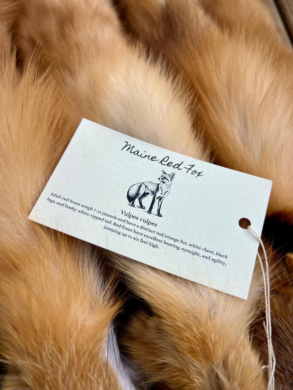 Maine Red Fox Pelt, Prime, Professionally Soft Tanned/Garment Tanned