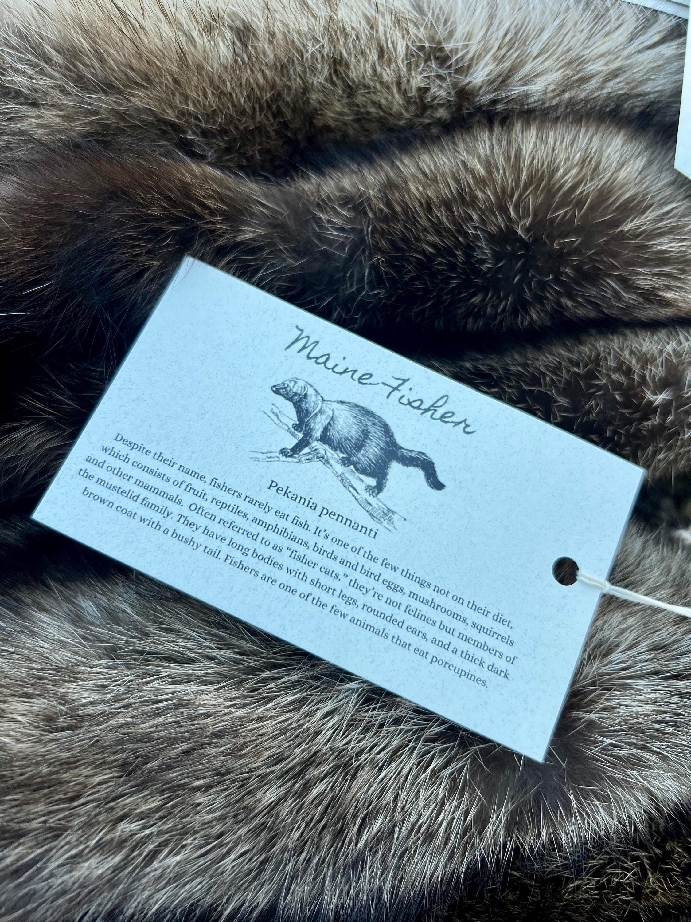 Maine Fisher Pelt (Male) - Prime, Professionally Soft Tanned/Garment Tanned