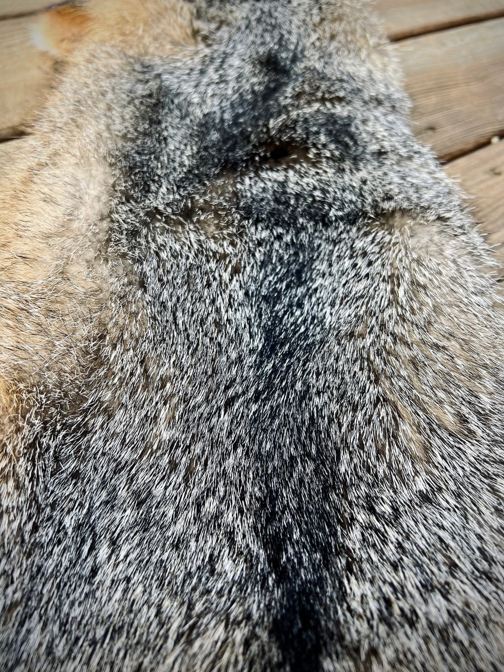 Maine Gray Fox Pelt, Prime, Northern, Professionally Soft Tanned