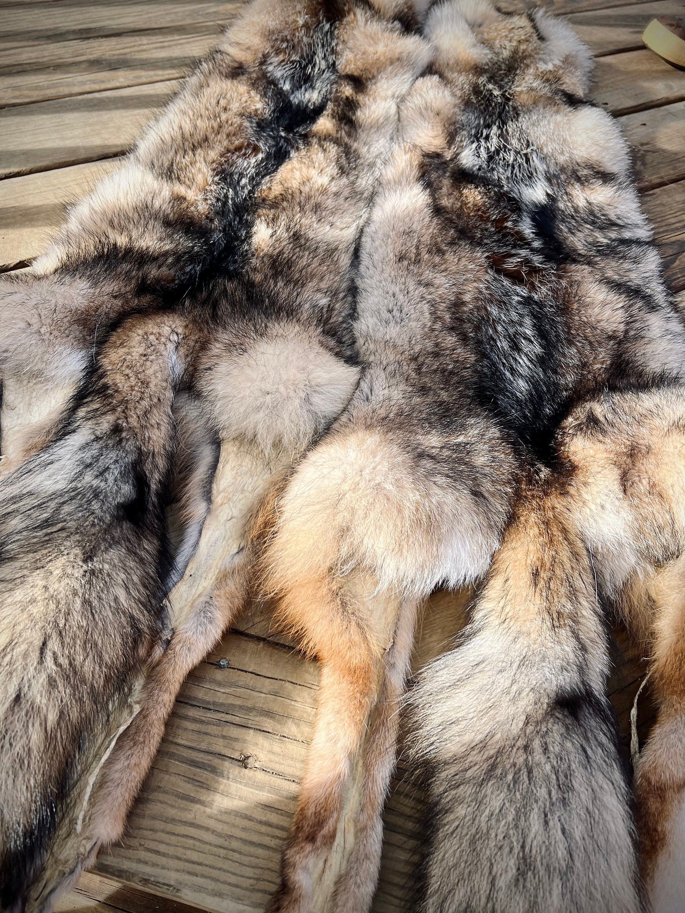 Eastern Coyote Pelt: Prime Wild Fur - Garment Grade, Professionally Soft Tanned
