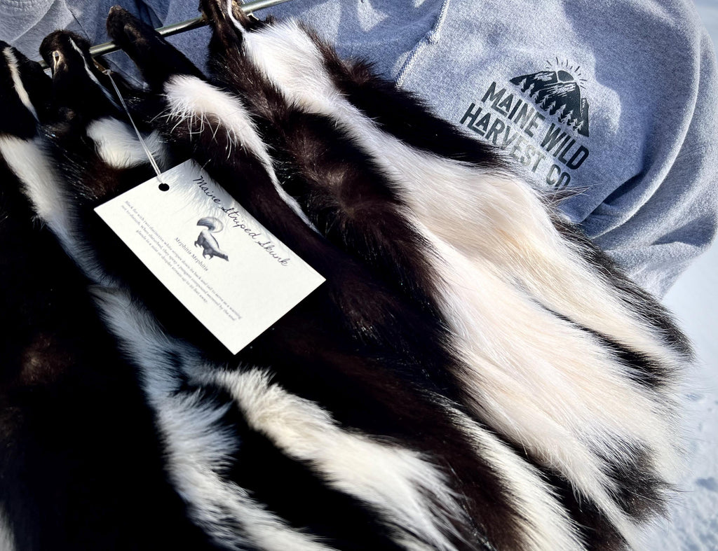 Maine Skunk Pelt, Prime Northern Skunk, Professionally Soft Tanned