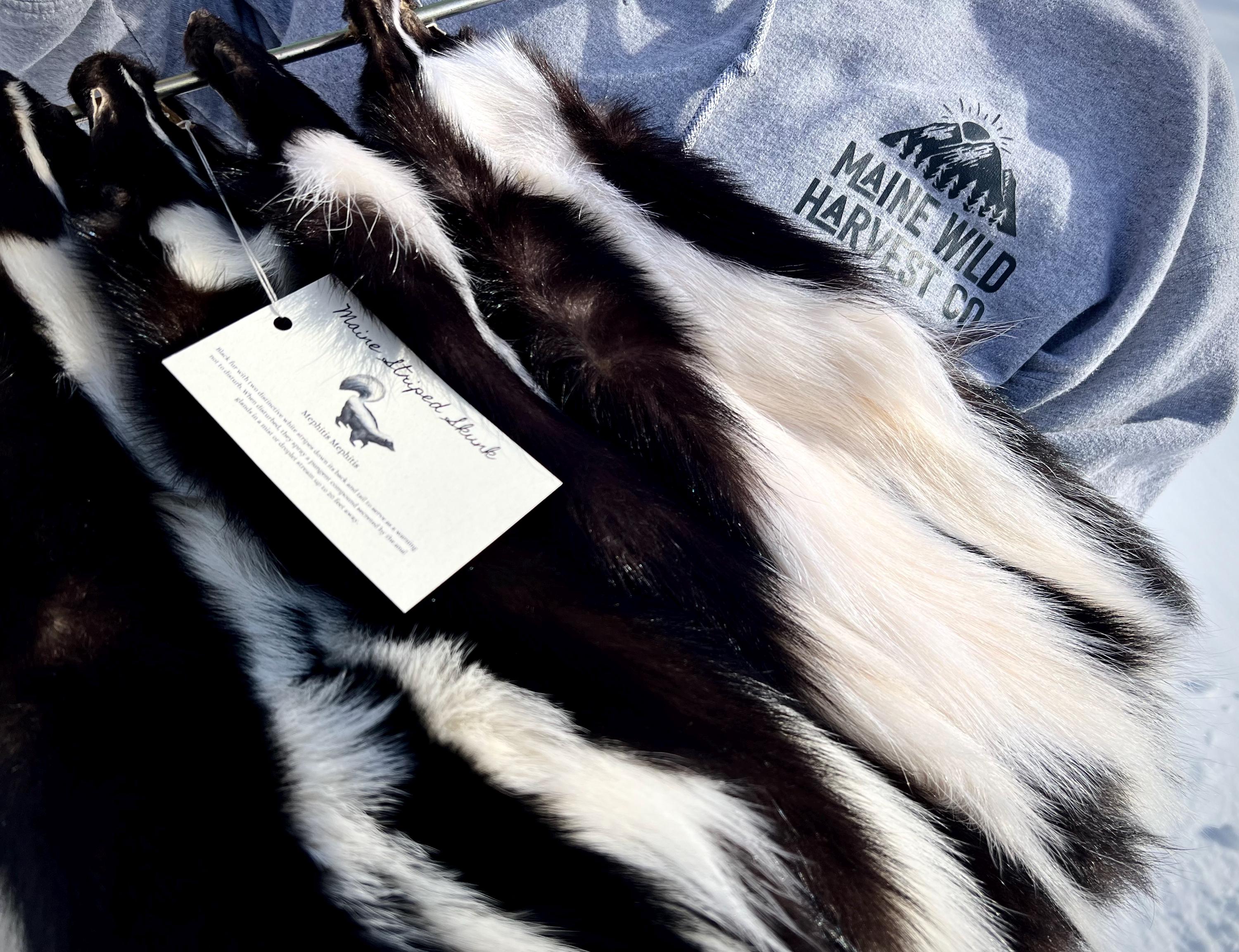 Maine Skunk Pelt, Prime Northern Skunk, Professionally Soft Tanned
