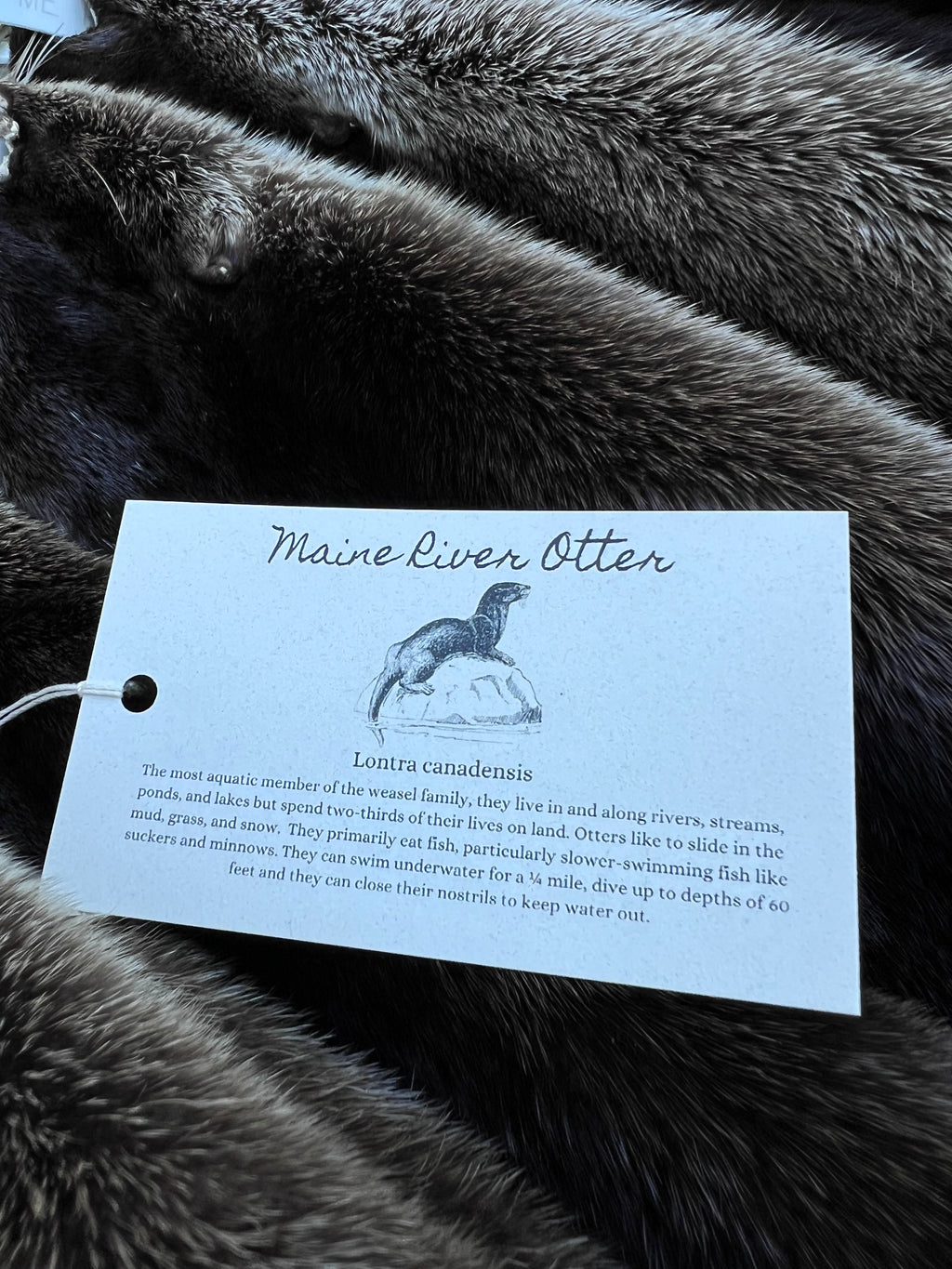 Maine Otter Pelt - Prime, Professionally Soft Tanned/Garment Tanned