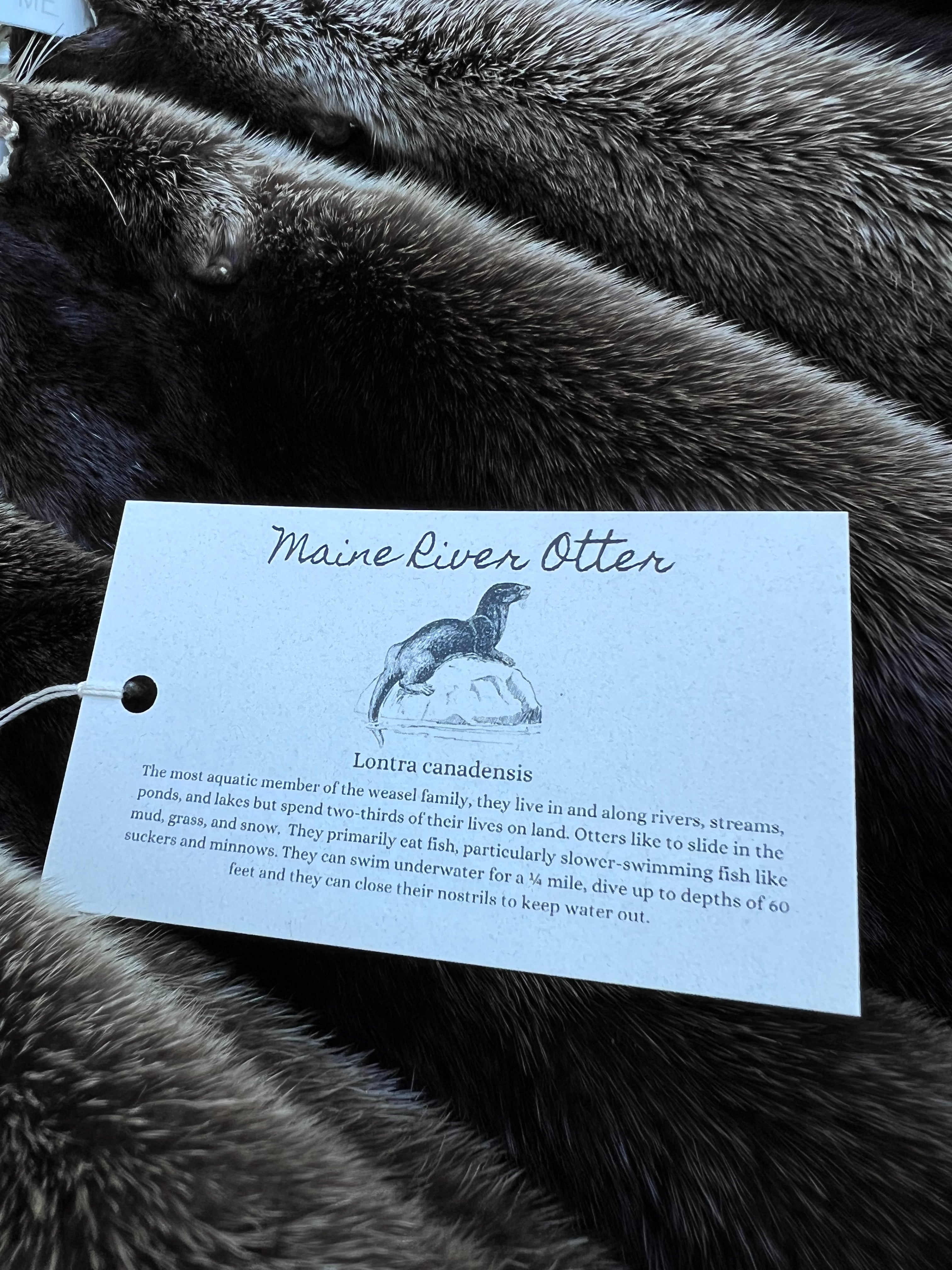 Maine Otter Pelt - Prime, Professionally Soft Tanned/Garment Tanned