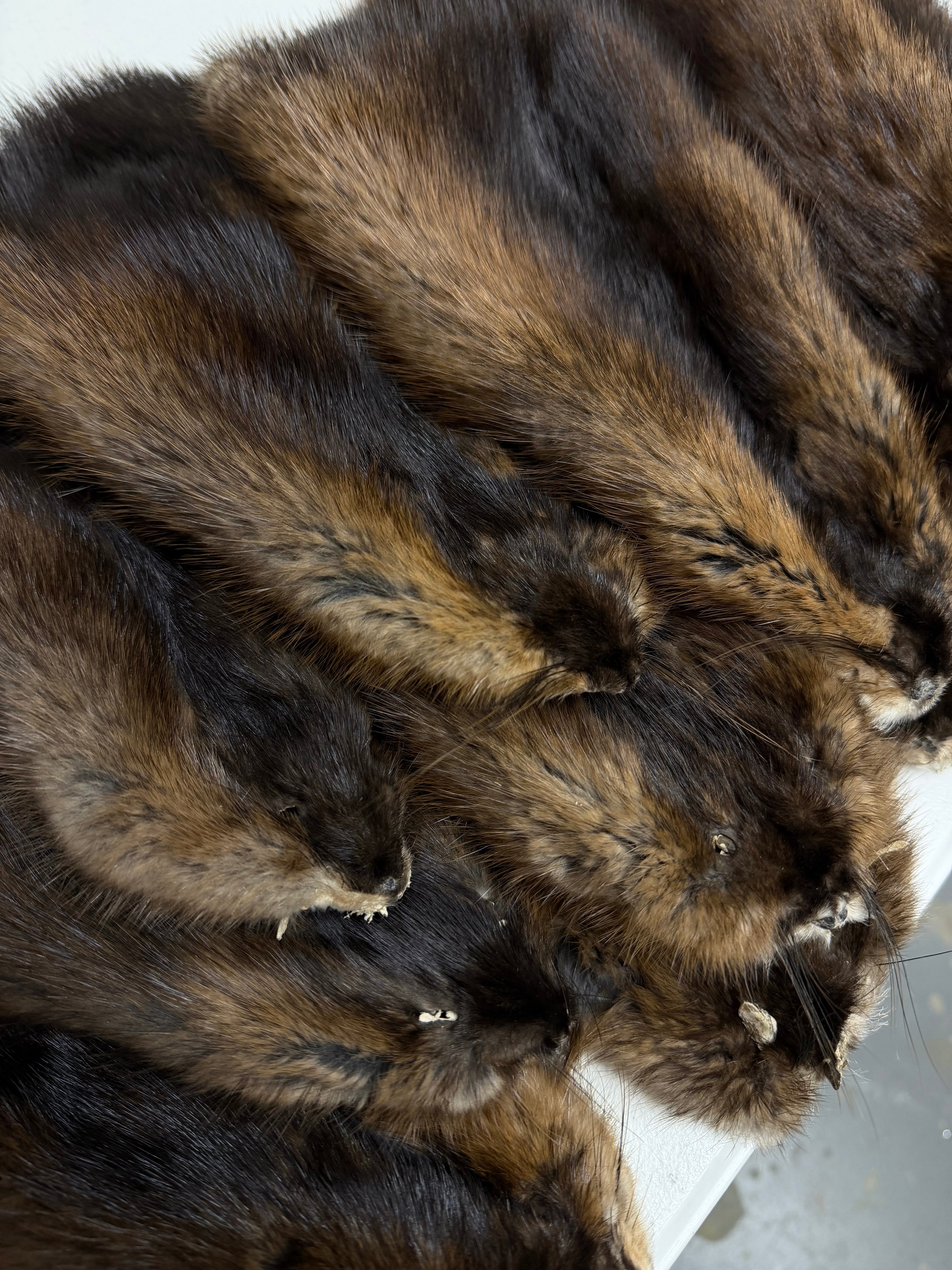 Maine Muskrat Pelt - Prime, Professionally Garment Soft Tanned
