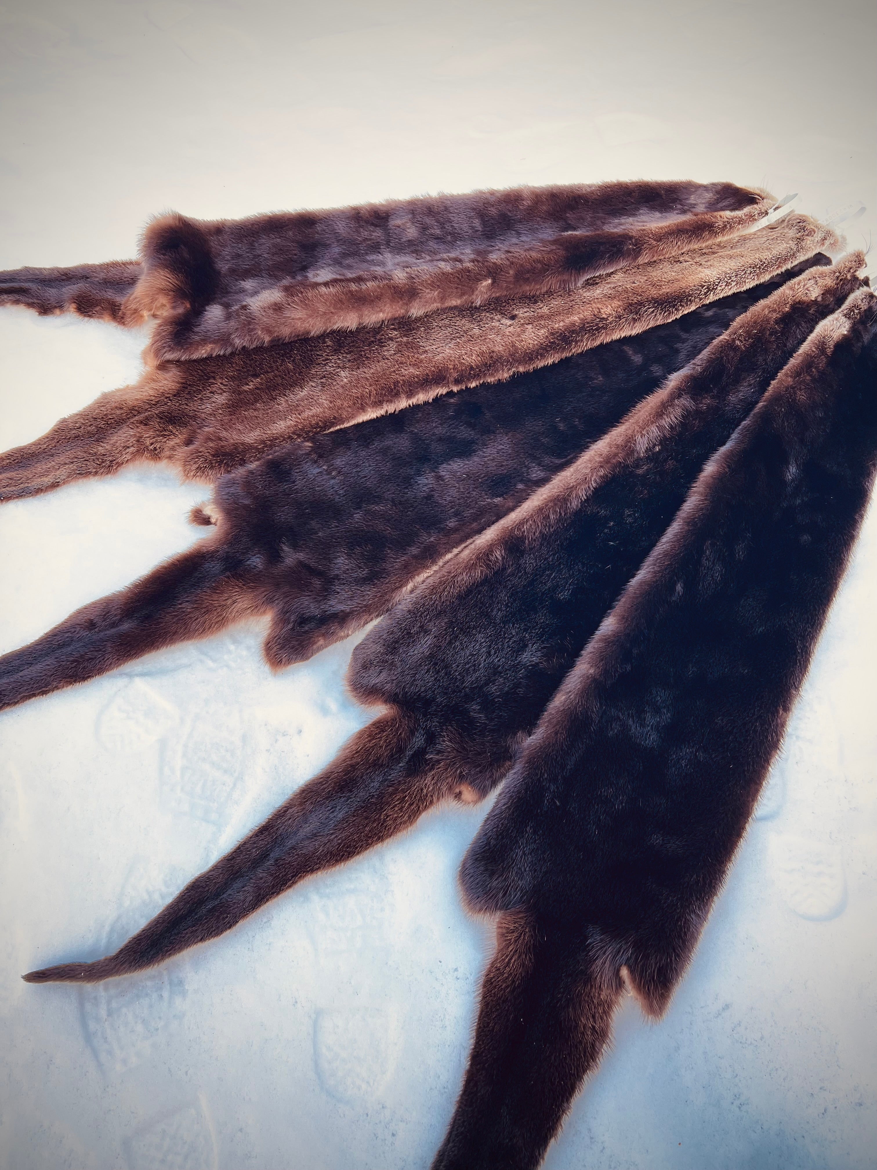 Maine Otter Pelt - Prime, Professionally Soft Tanned/Garment Tanned
