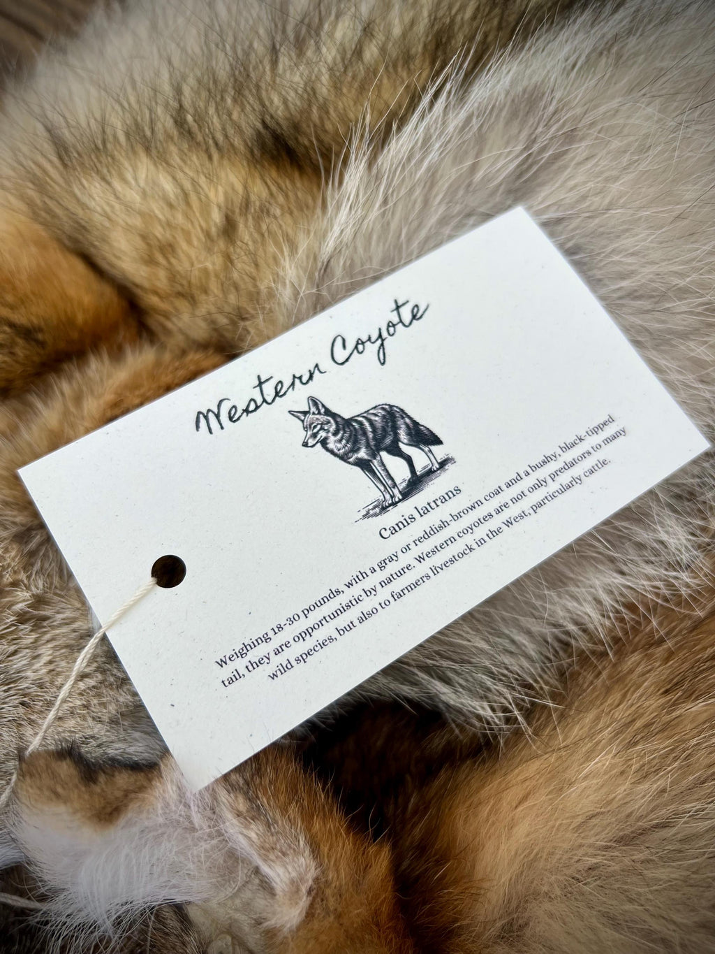 Western Coyote Pelt: Prime Wild Fur, Garment Grade, Professionally Soft Tanned - Limited Edition