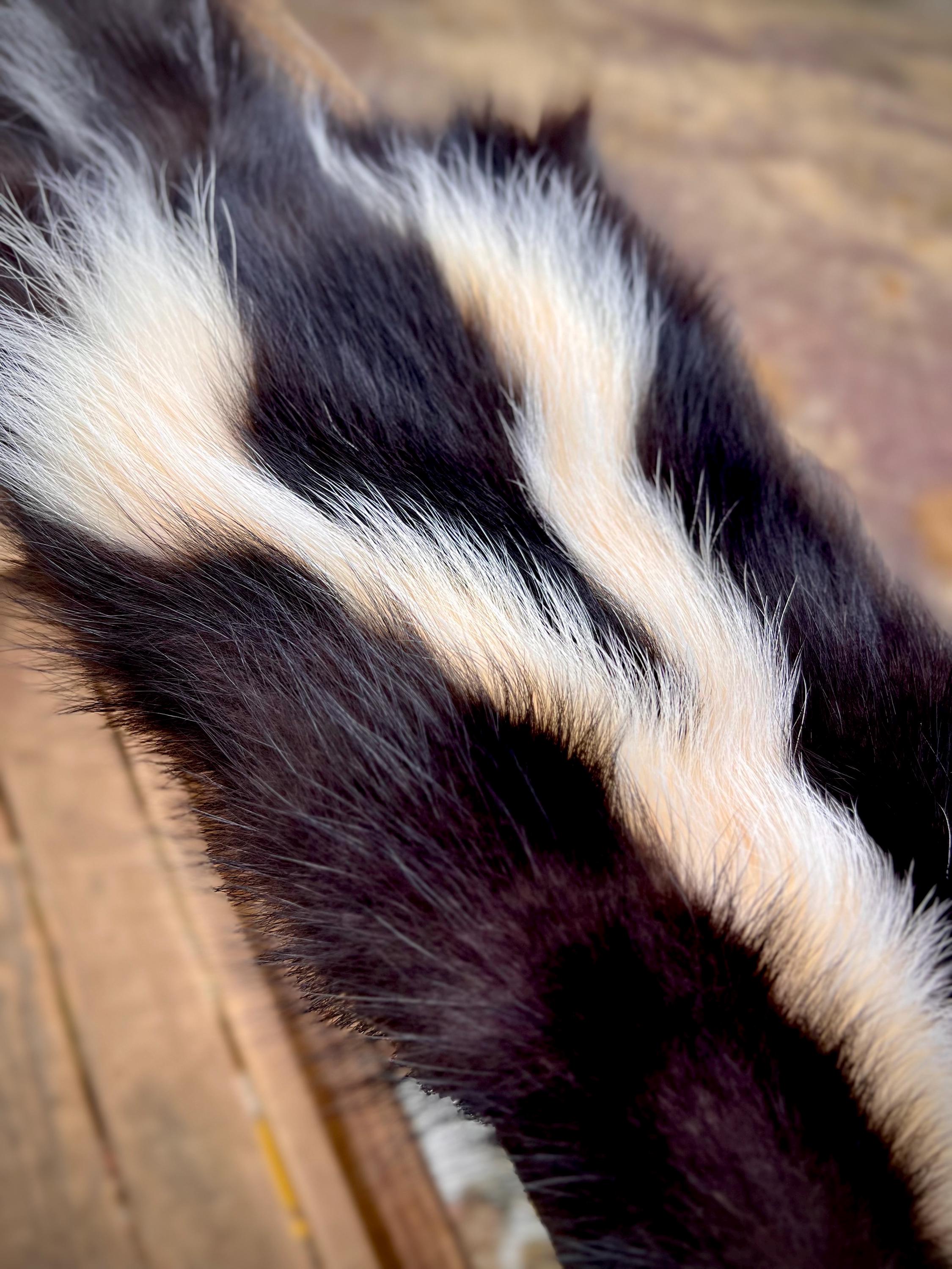 Maine Skunk Pelt, Prime Northern Skunk, Professionally Soft Tanned