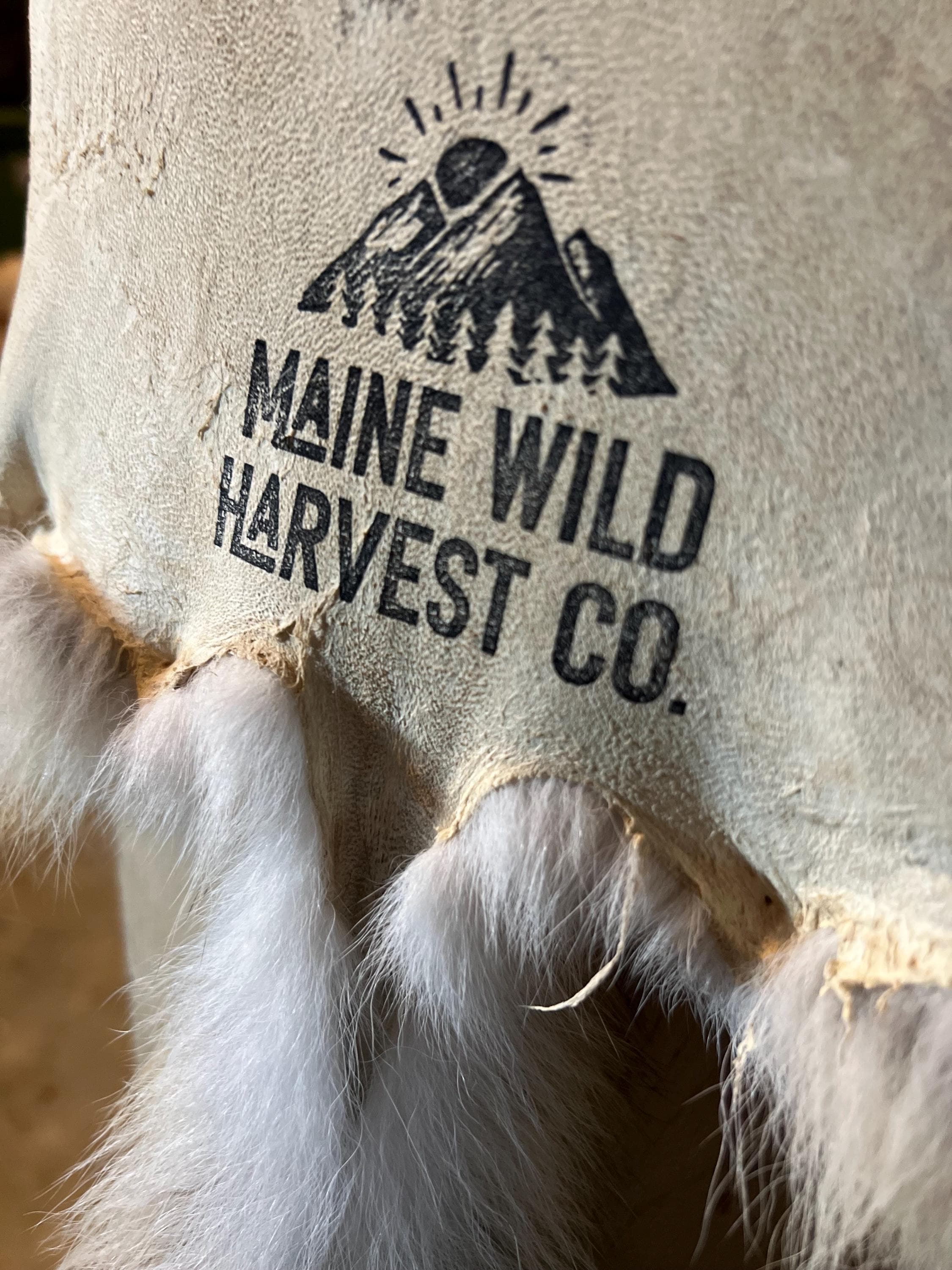 Western Coyote Pelt: Prime Wild Fur, Garment Grade, Professionally Soft Tanned - Limited Edition