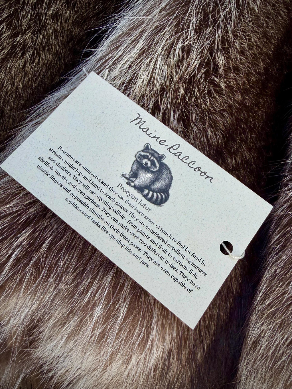 Maine Raccoon Pelt, Prime Northern Heavy Raccoon, Professionally Soft Tanned