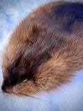 Maine Muskrat Pelt - Prime, Professionally Garment Soft Tanned