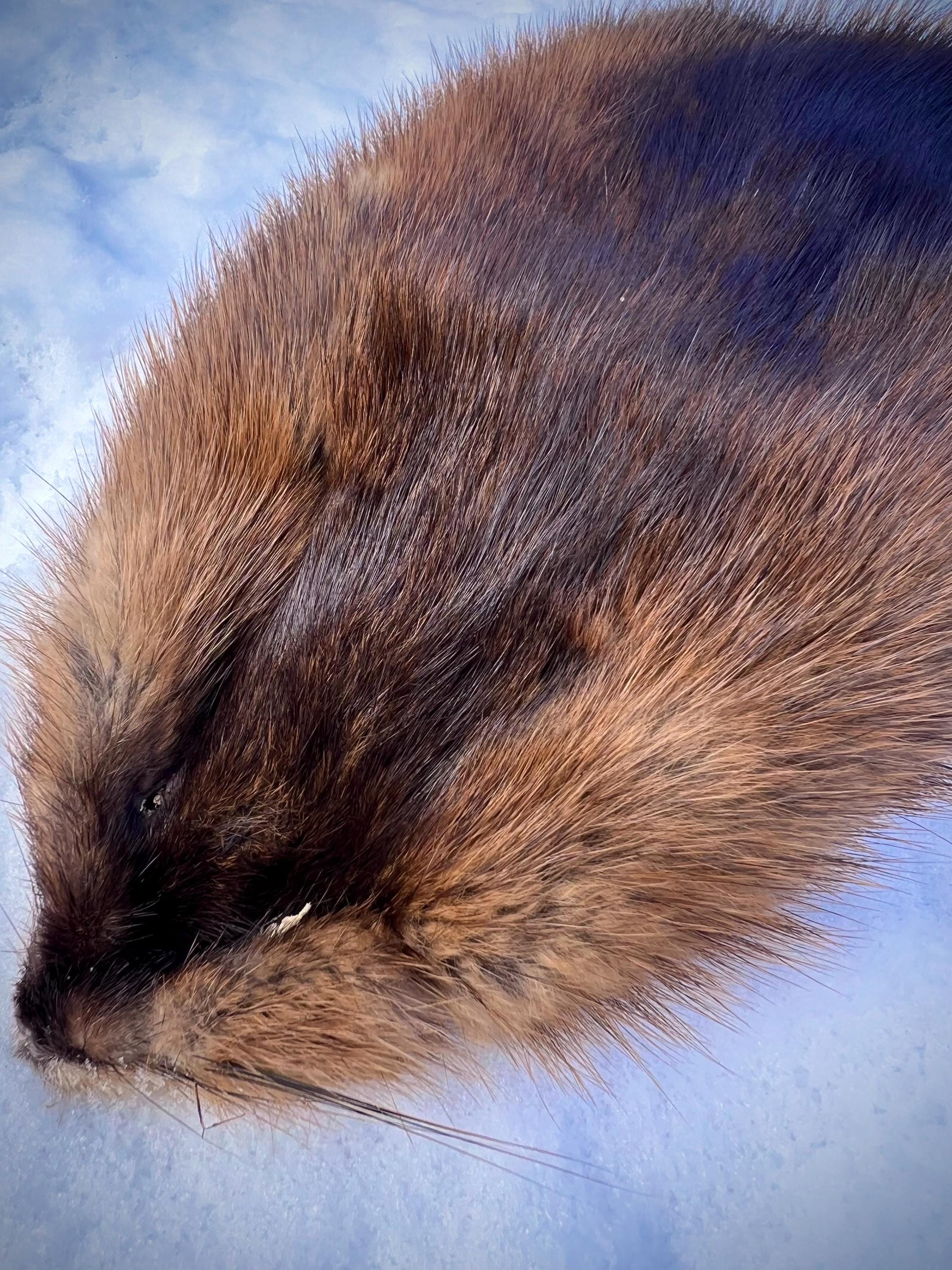 Maine Muskrat Pelt - Prime, Professionally Garment Soft Tanned