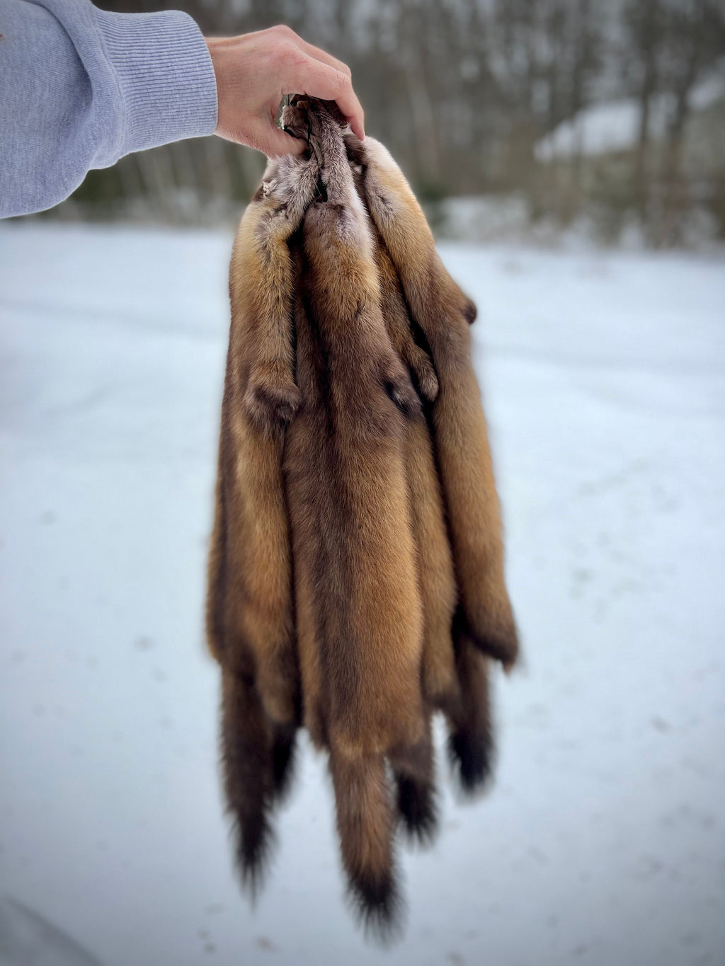 Maine Pine Marten/Sable Pelts -  Prime, Northern Maine, Professionally Soft Tanned