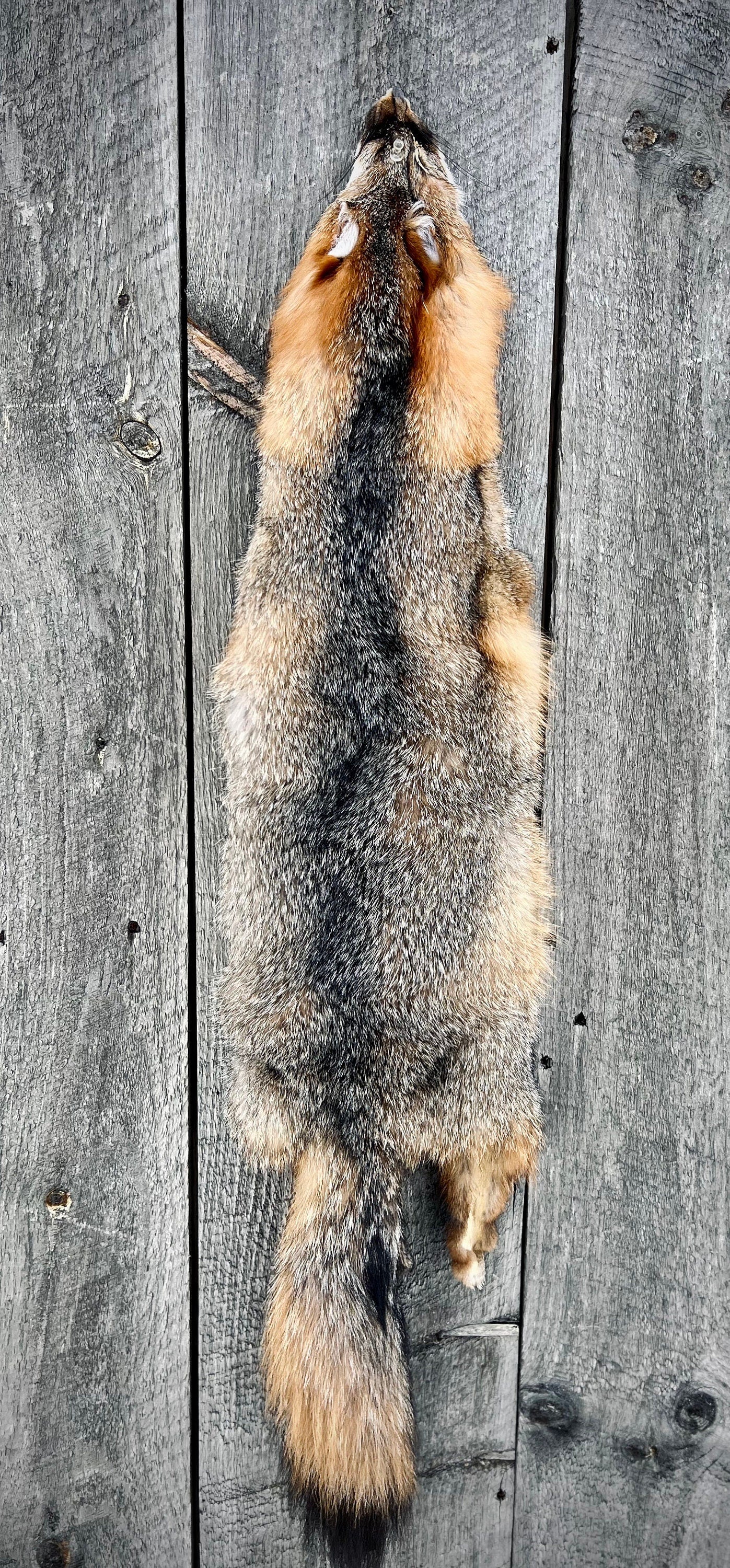 Maine Gray Fox Pelt, Prime, Northern, Professionally Soft Tanned