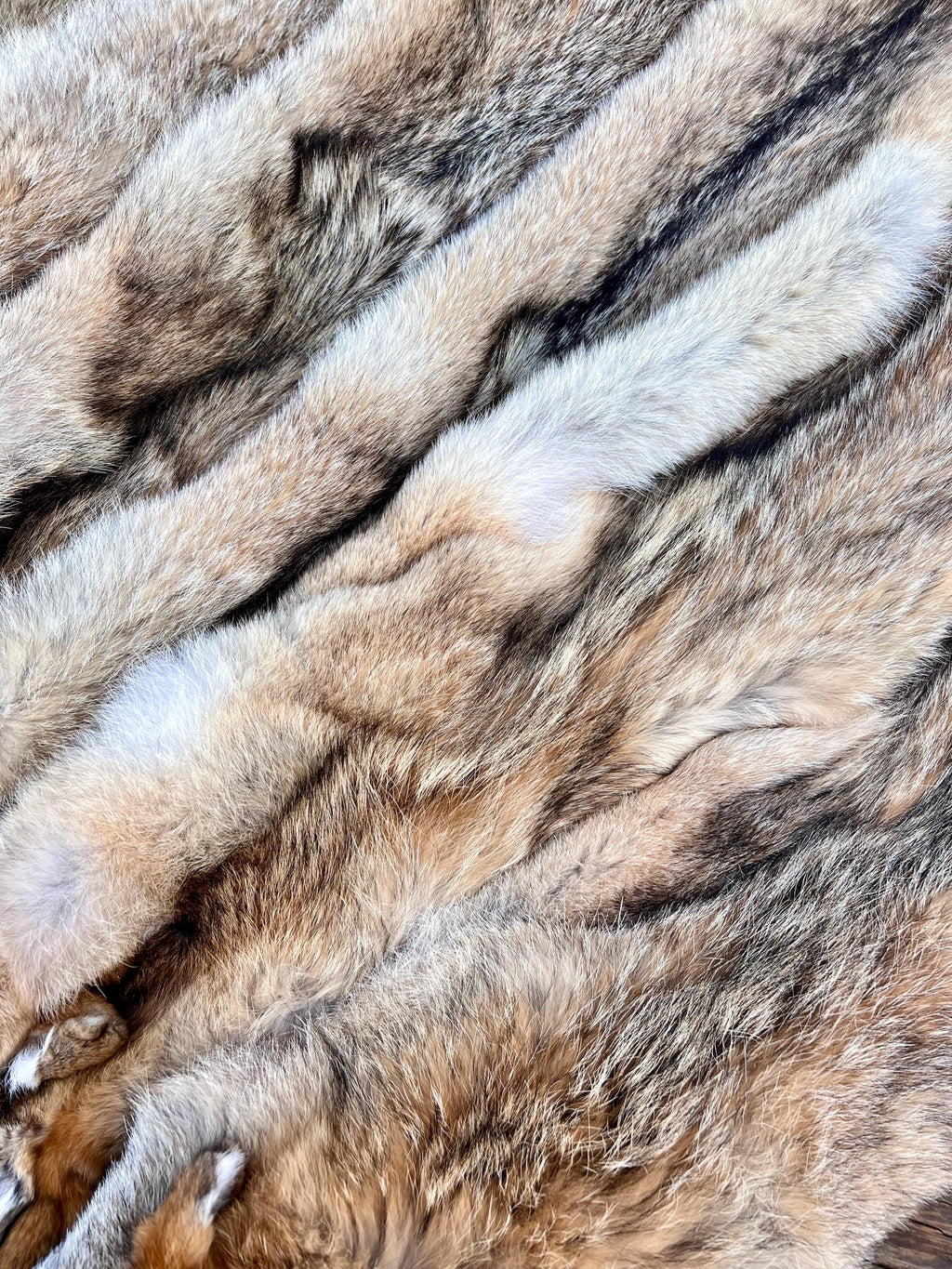 Western Coyote Pelt: Prime Wild Fur, Garment Grade, Professionally Soft Tanned - Limited Edition