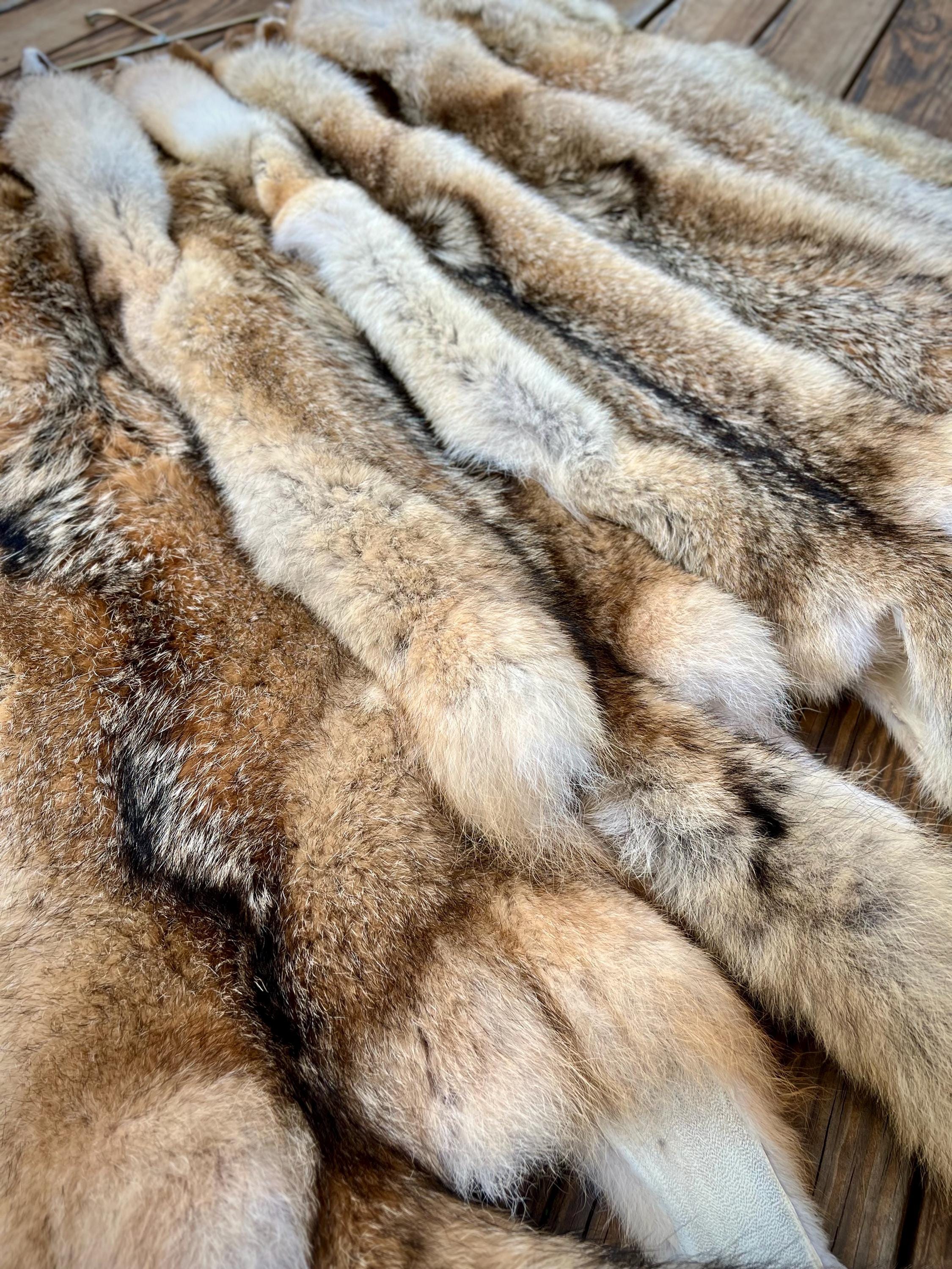 Western Coyote Pelt: Prime Wild Fur, Garment Grade, Professionally Soft Tanned - Limited Edition