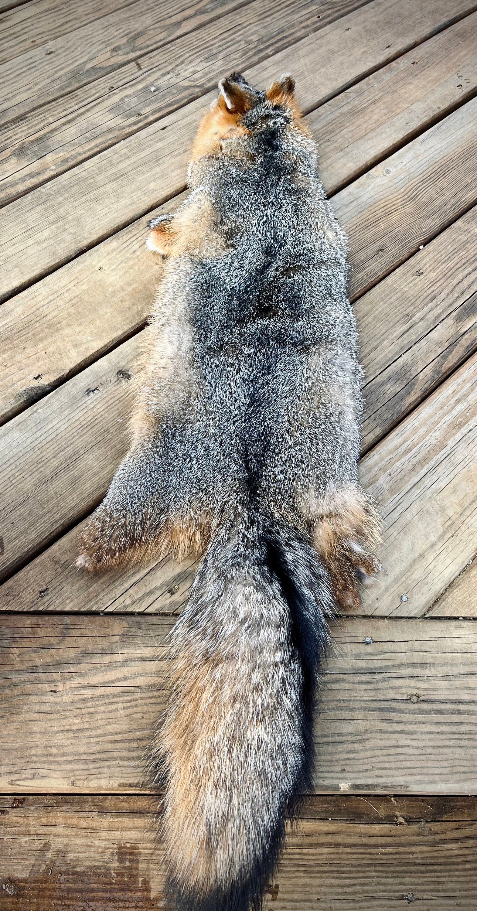 Maine Gray Fox Pelt, Prime, Northern, Professionally Soft Tanned