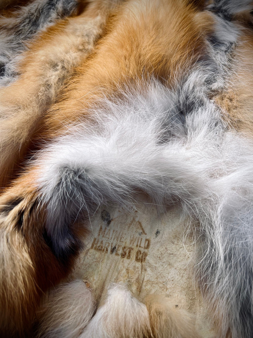 Maine Red Fox Pelt, Prime, Professionally Soft Tanned/Garment Tanned