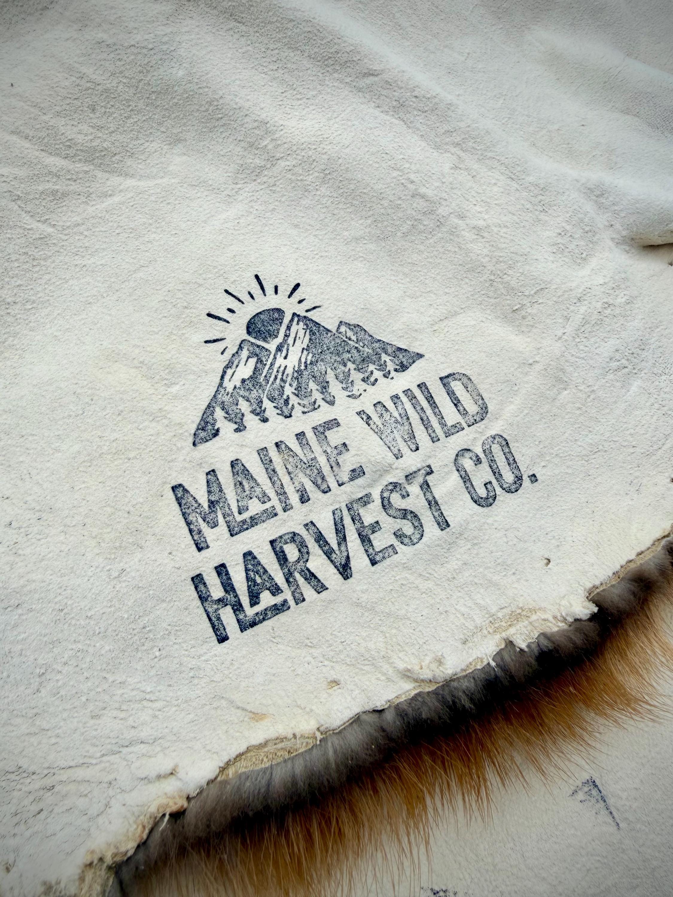 Maine Beaver Pelt, Prime Northern Heavy Beaver, Professionally Soft Tanned