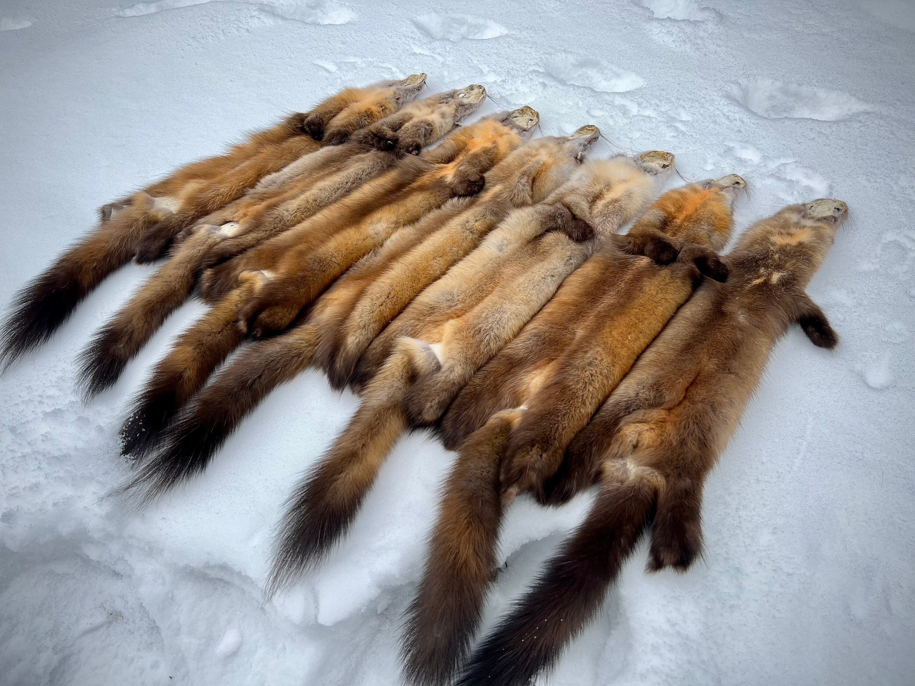 Maine Pine Marten/Sable (Light Color Phase) Pelts - Prime, Northern Maine, Professionally Garment Tanned