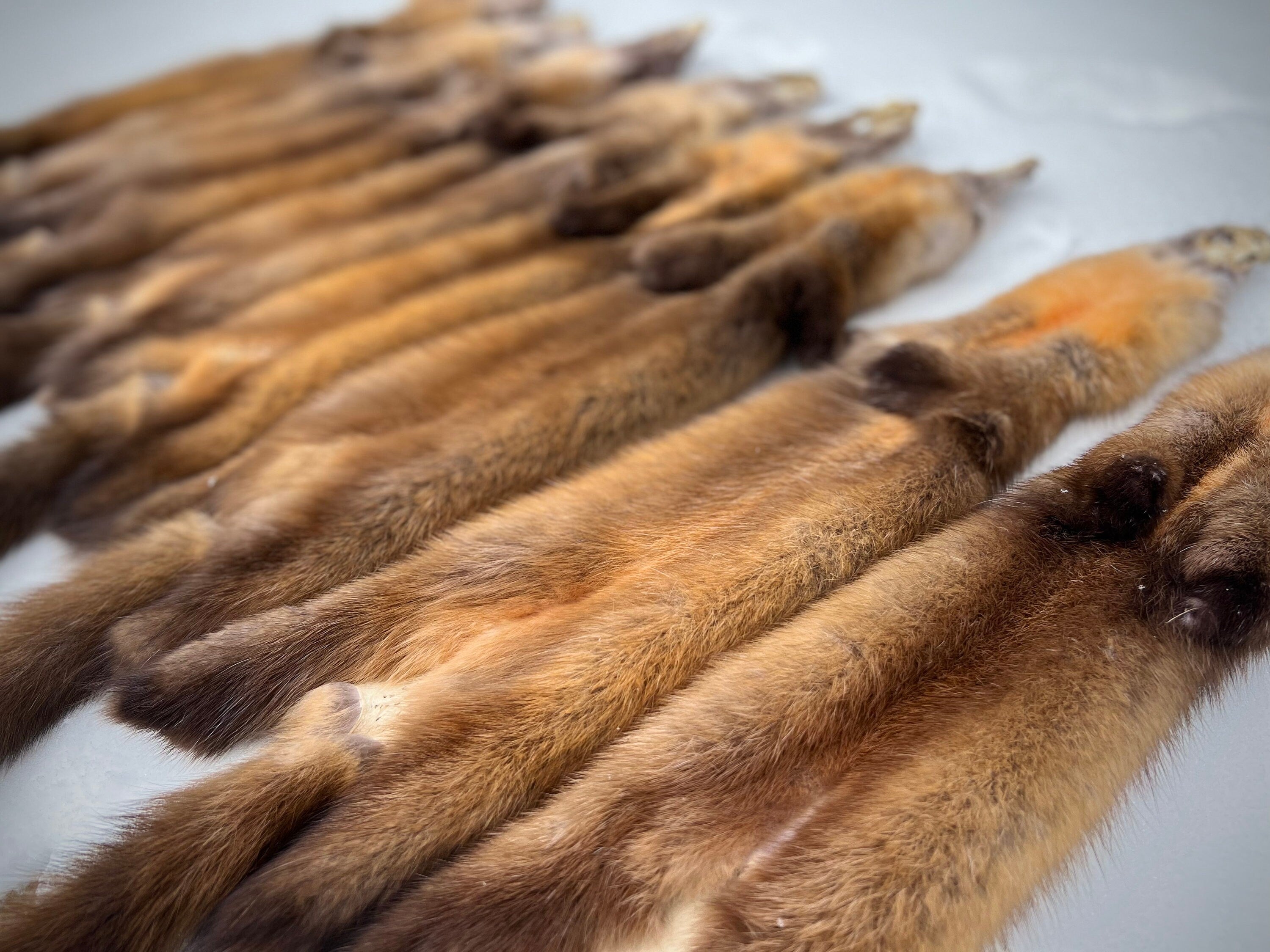 Maine Pine Marten/Sable Pelts -  Prime, Northern Maine, Professionally Soft Tanned