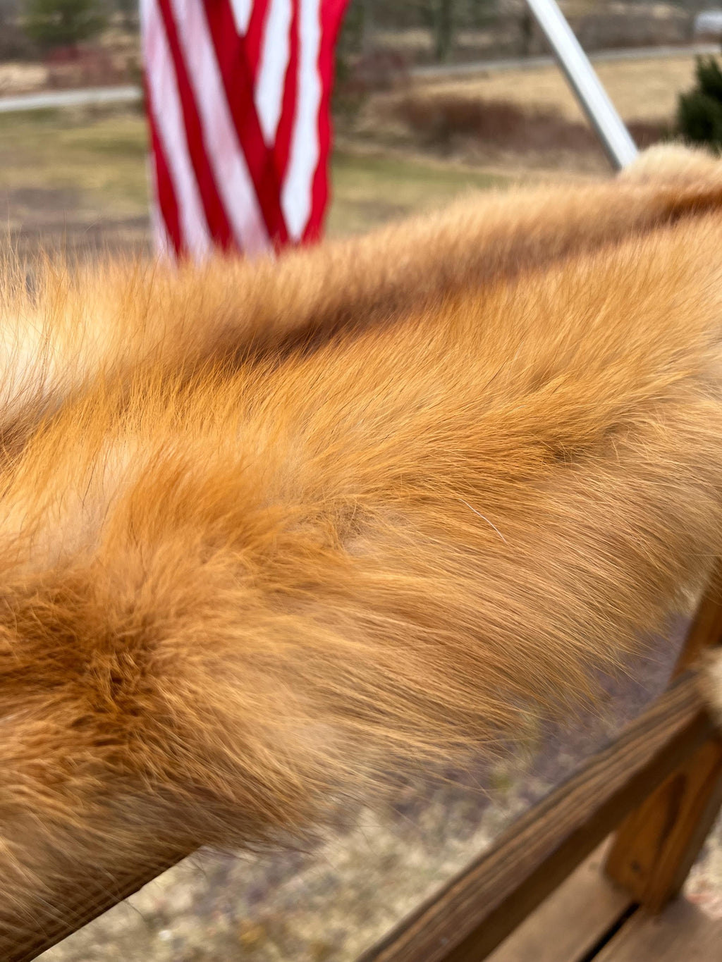 Maine Red Fox Pelt, Prime, Professionally Soft Tanned/Garment Tanned