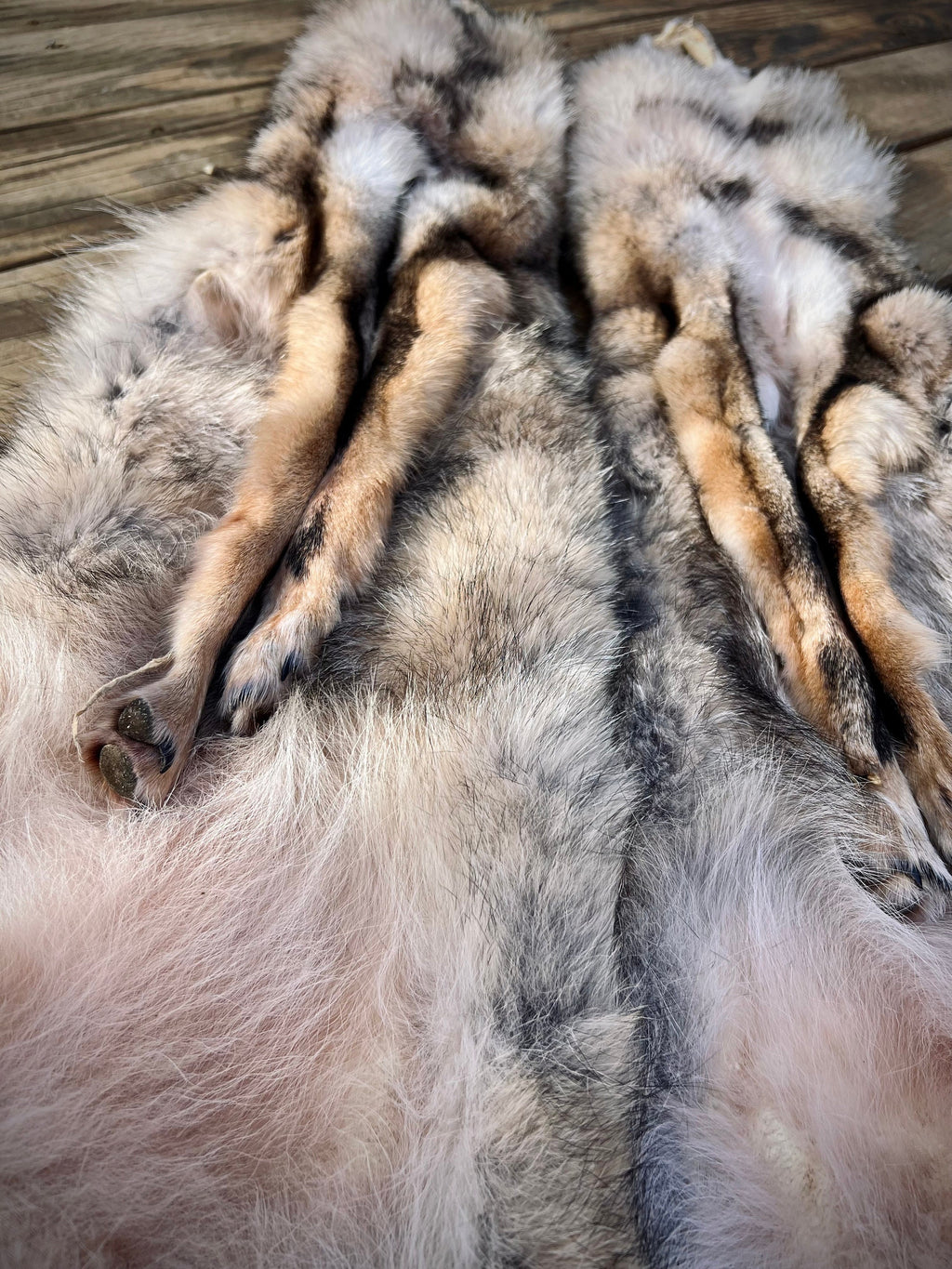 Eastern Coyote Pelt: Prime Wild Fur - Garment Grade, Professionally Soft Tanned