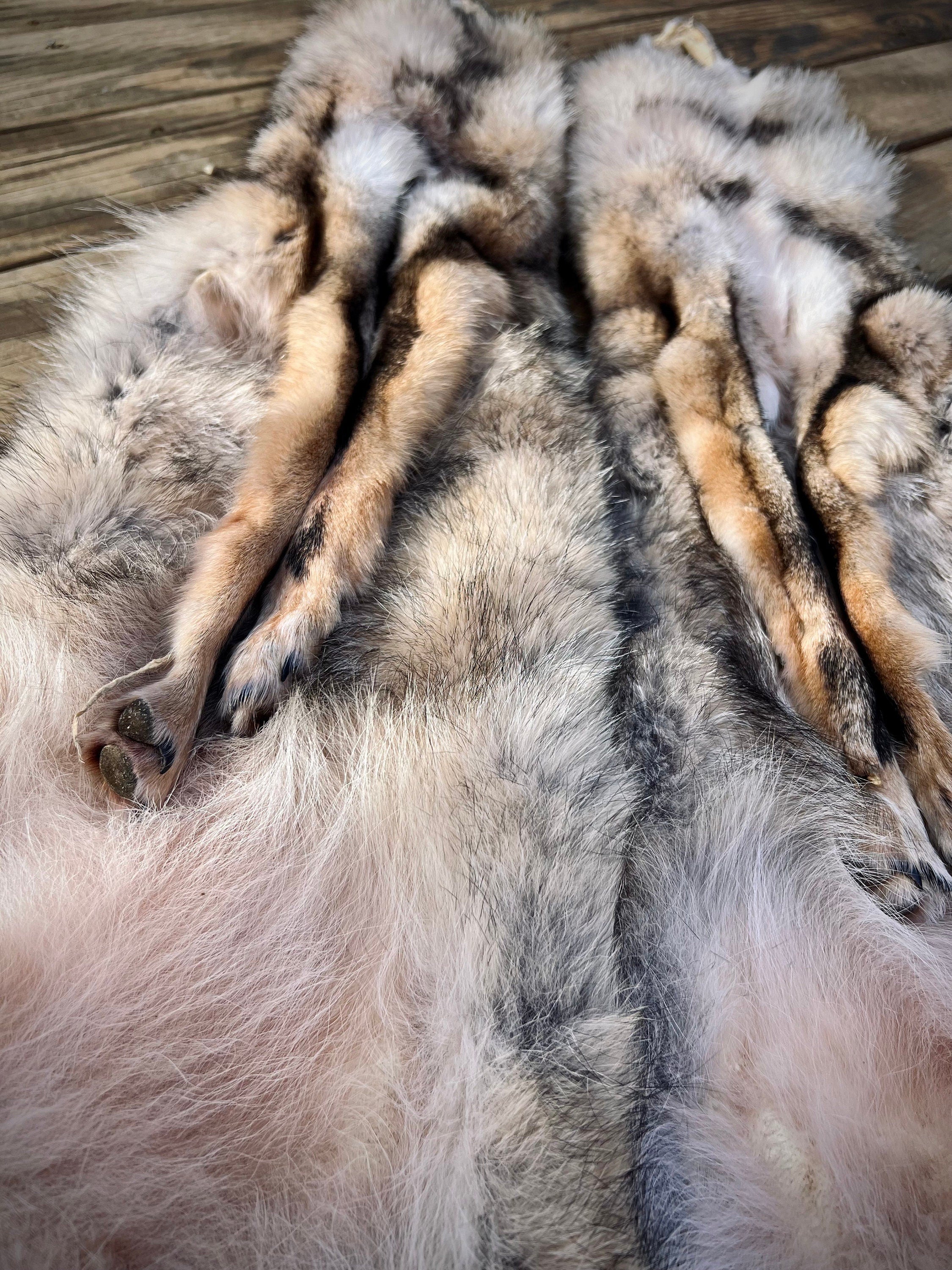 Eastern Coyote Pelt: Prime Wild Fur - Garment Grade, Professionally Soft Tanned
