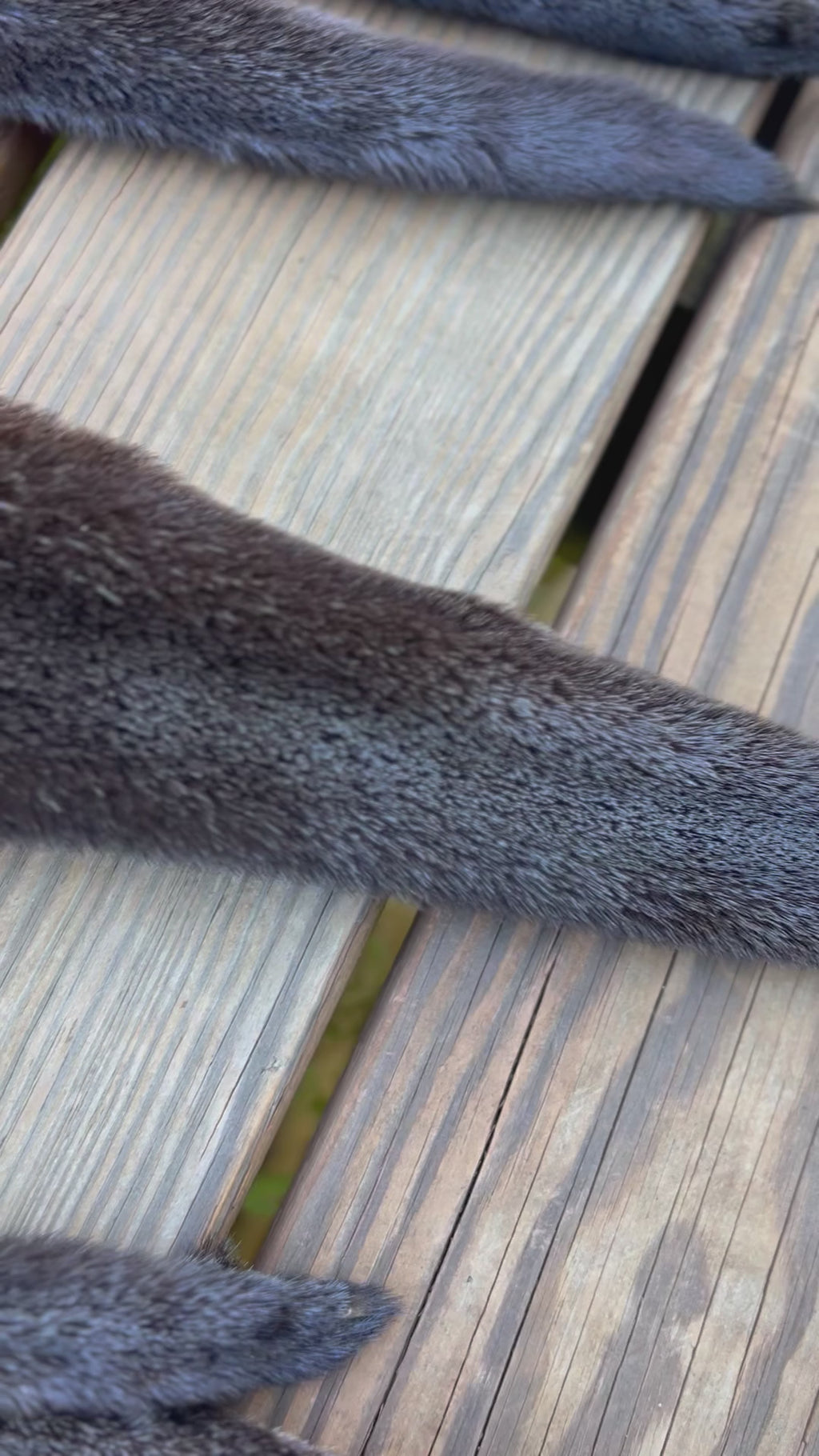 Maine Otter Pelt - Prime, Professionally Soft Tanned/Garment Tanned