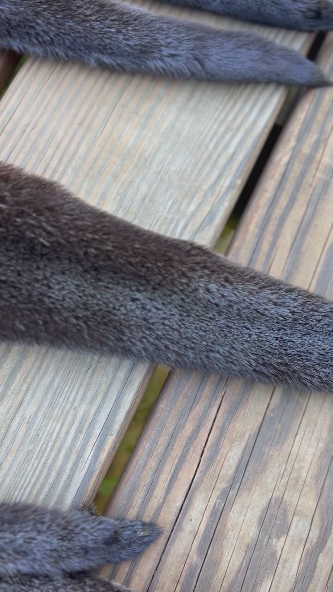 Maine Otter Pelt - Prime, Professionally Soft Tanned/Garment Tanned